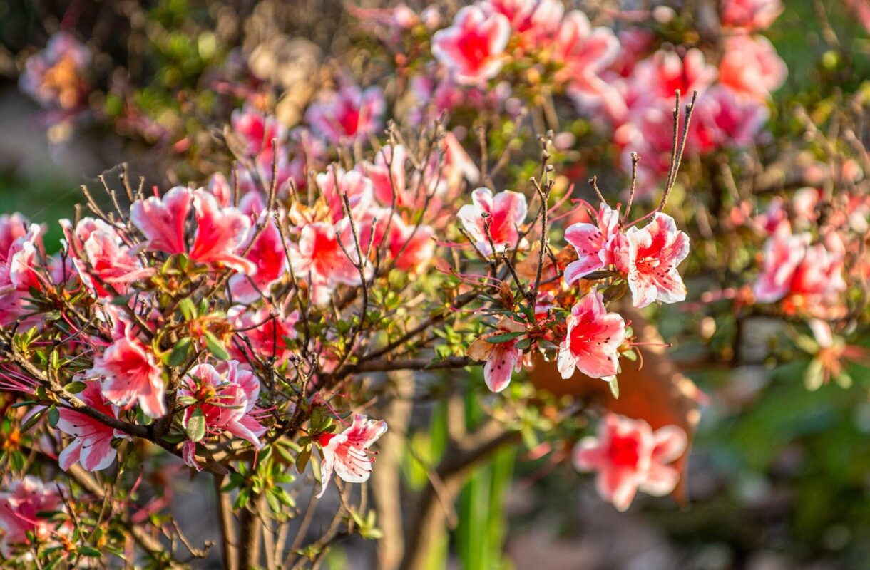 Azalia na pniu – uprawa i pielęgnacja. Praktyczny poradnik