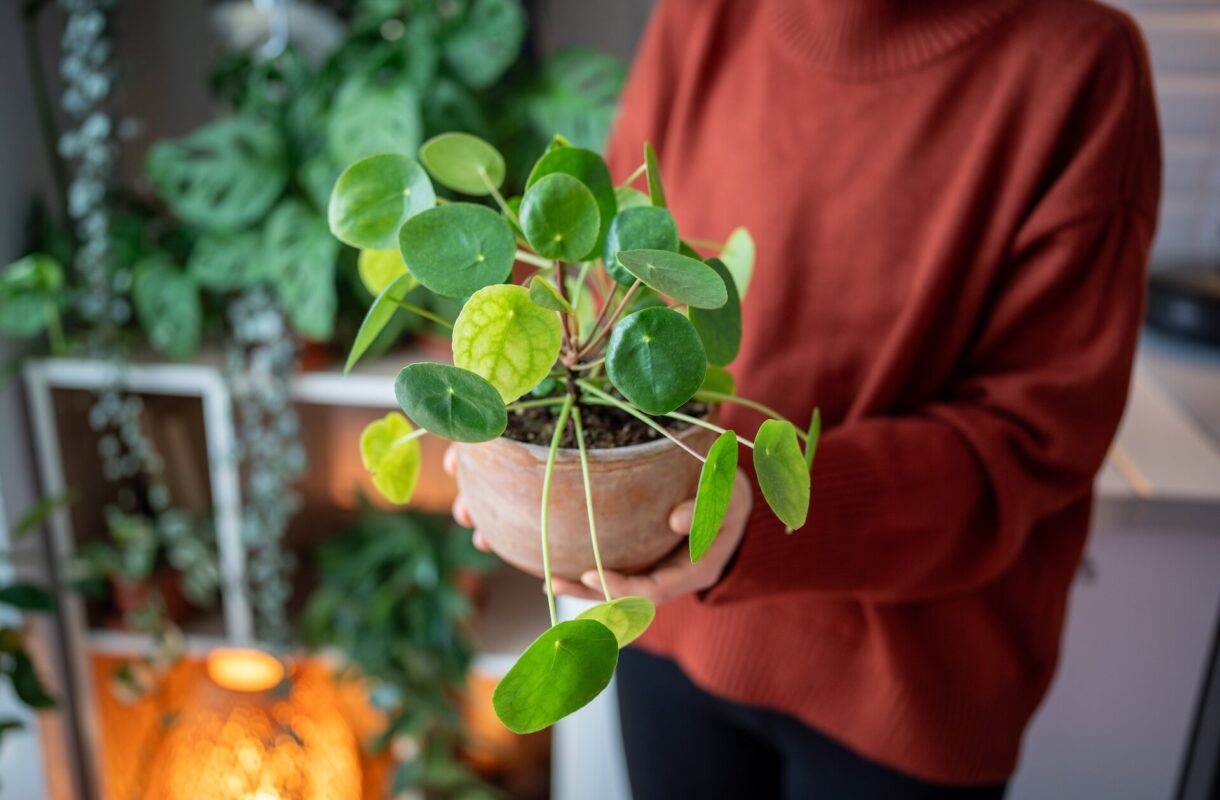 Kwiat pieniążek – jak pielęgnować? Wskazówki w uprawie 