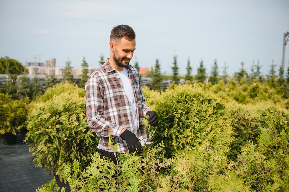 cyprysik groszkowy przycinanie w sklepie z krzewami 