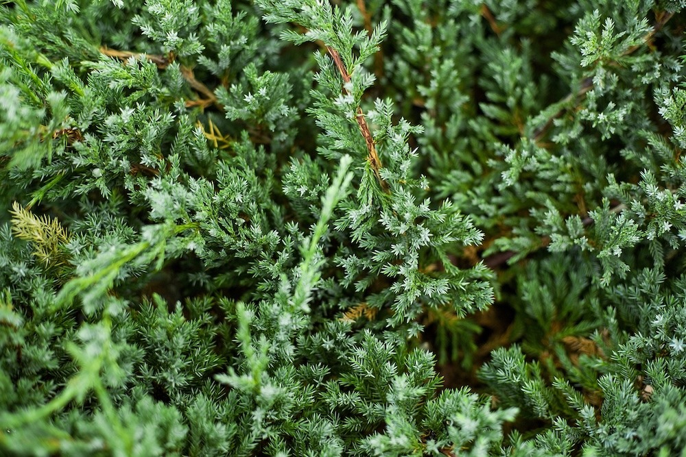 zielony jałowiec płożący z igiełkami 