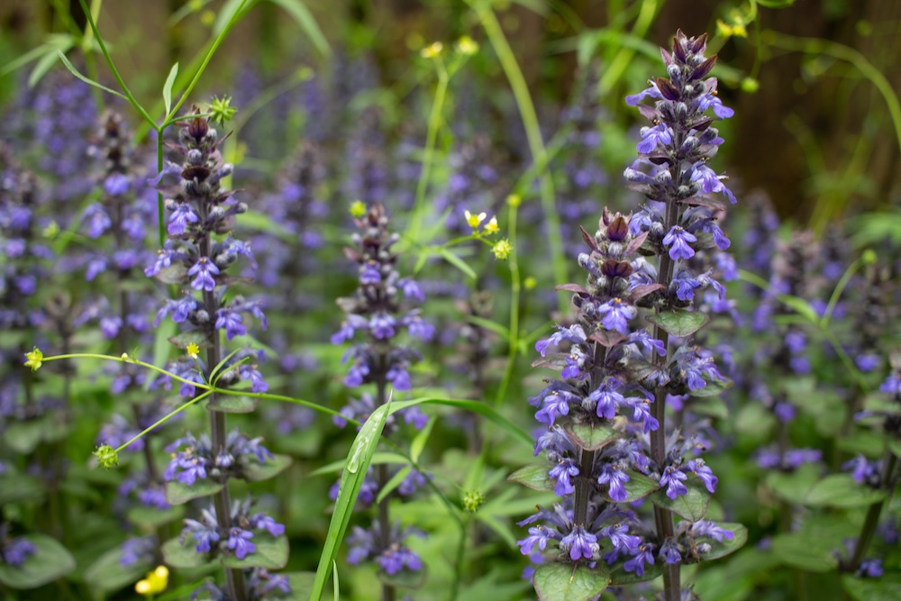 rośliny na skalniak - dąbrówka z fioletowymi kwiatkami 