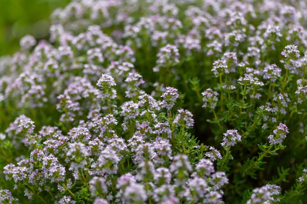 rośliny na skalniak z fioletowymi kwiatami 