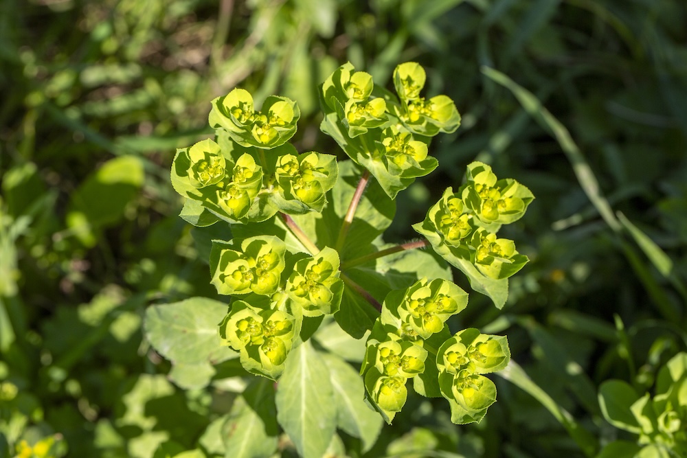rośliny na skalniak z żółtymi kwiatkami 
