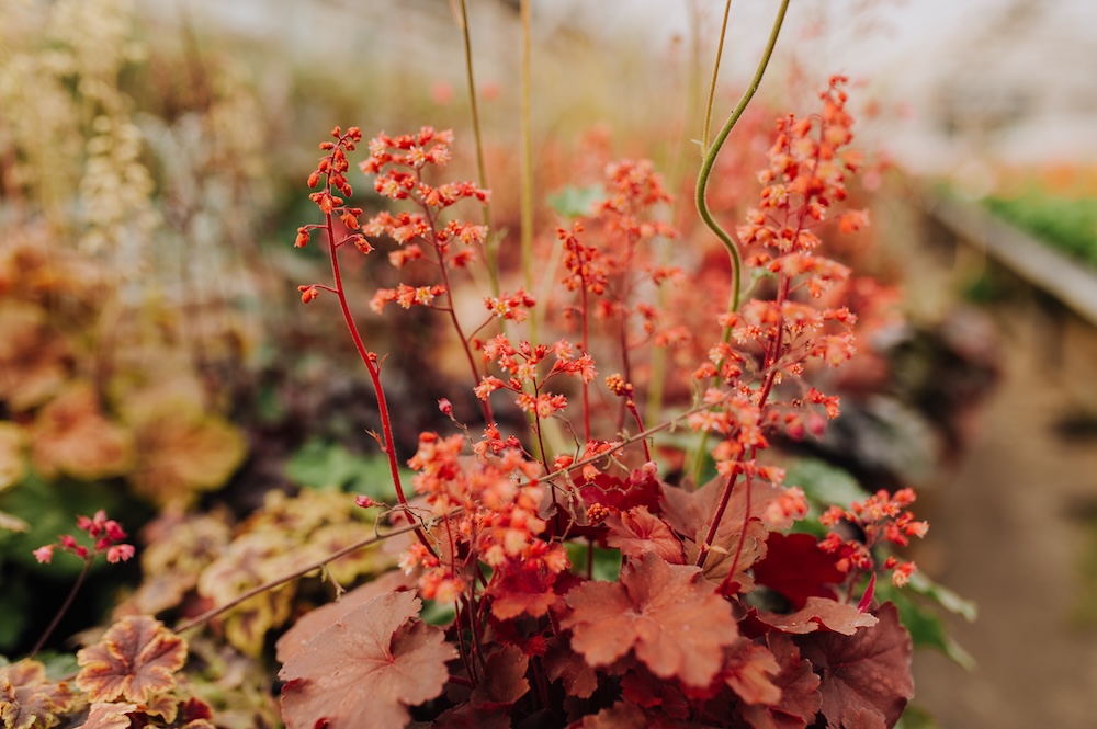 rośliny na skalniak w pomarańczowym kolorze 