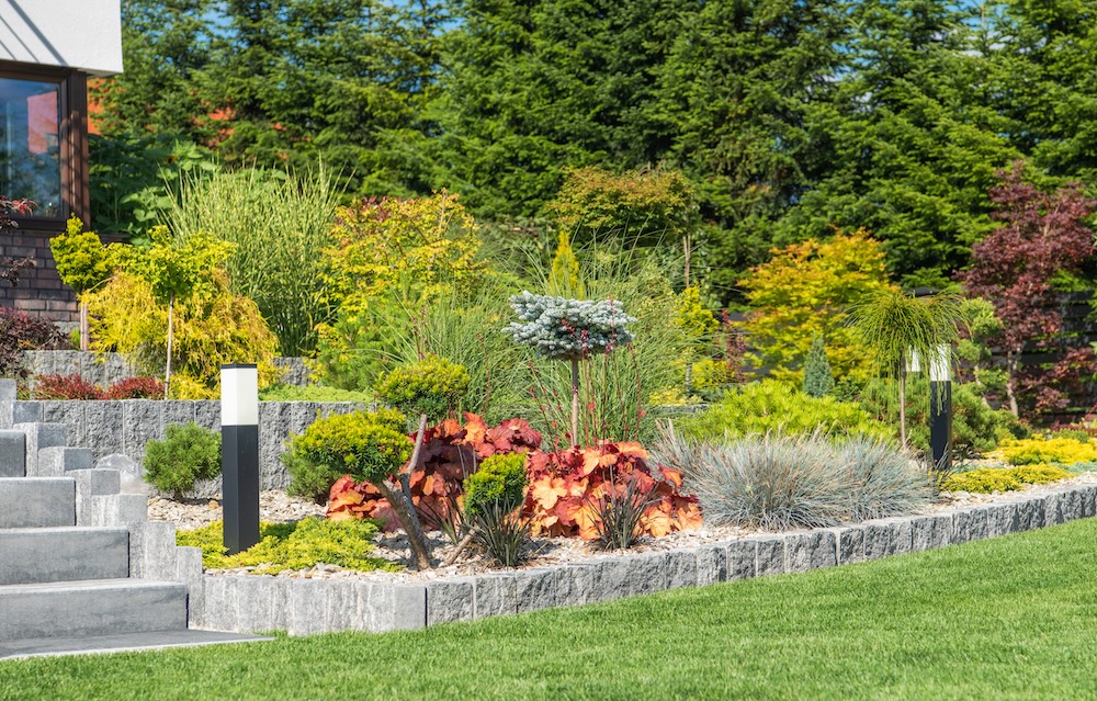 skalniak w słońcu z niskimi roślinami 