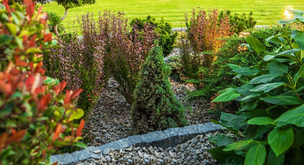 skalniak w zacienionym miejscu z roślinami całorocznymi 