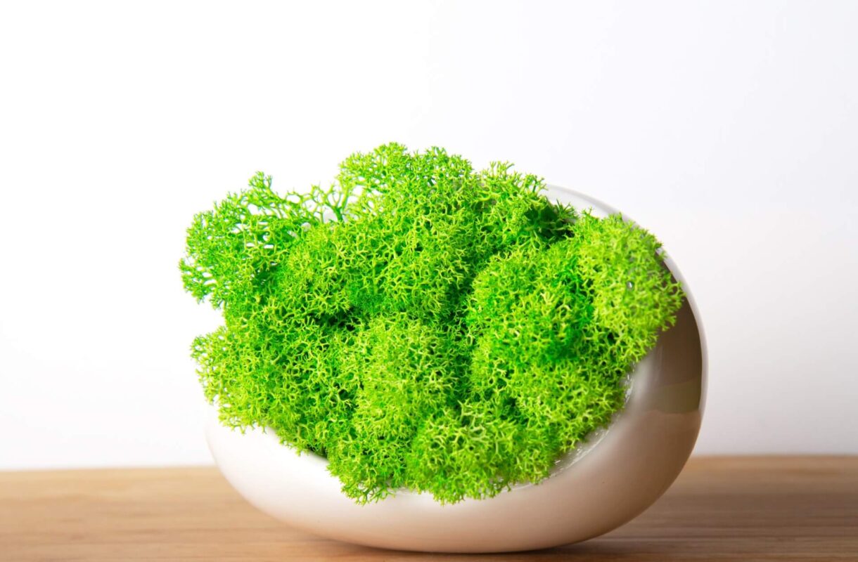 Mech chrobotek – jak dbać o roślinne dekoracje?