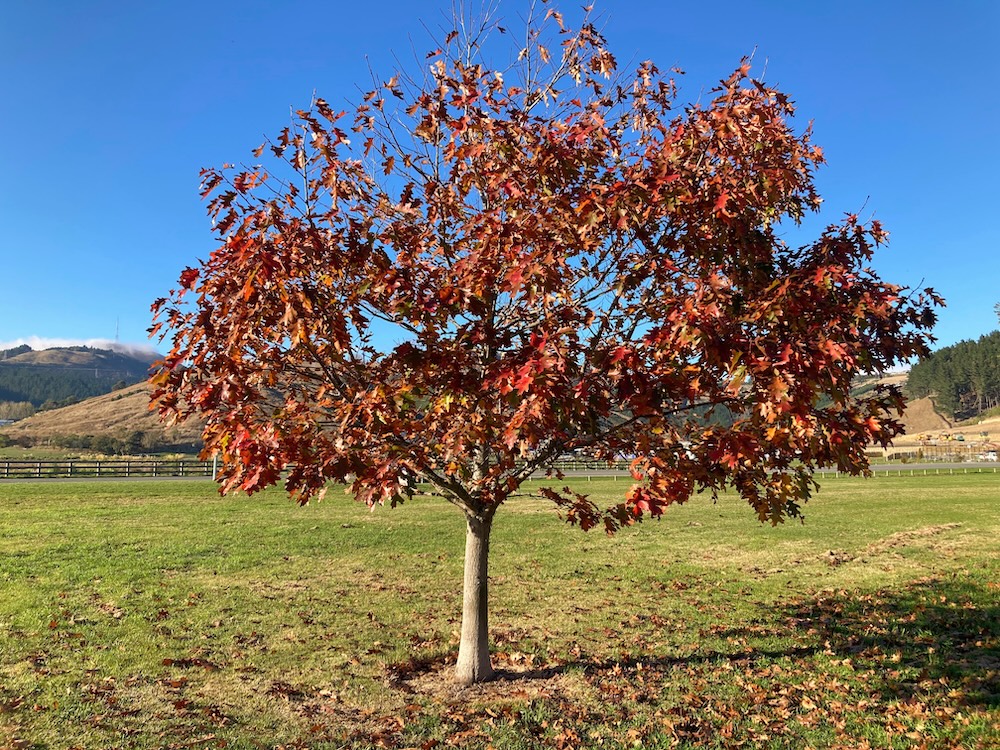 drzewka z czerwonymi liśćmi - odmiana dębu 