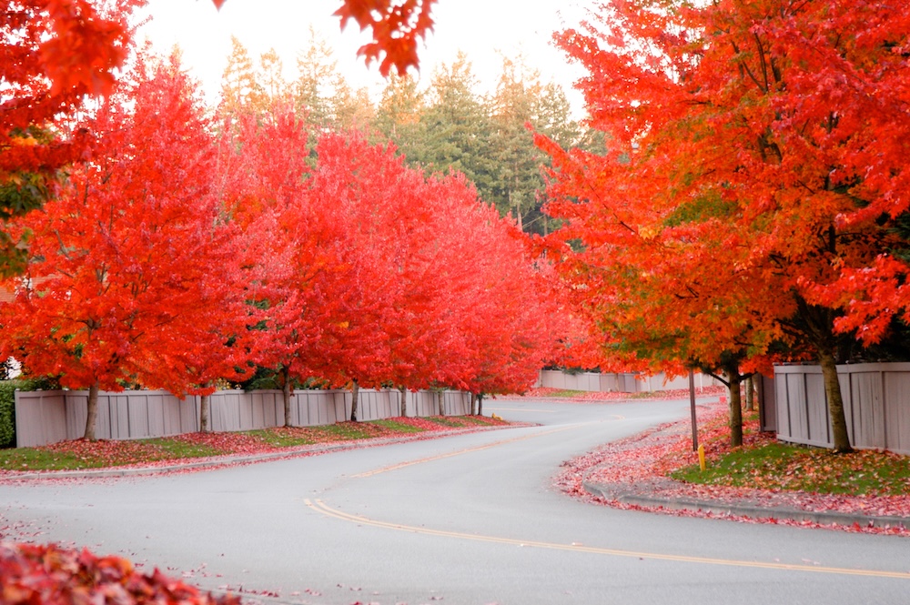 drzewka z czerwonymi liśćmi - klon przy drodze 