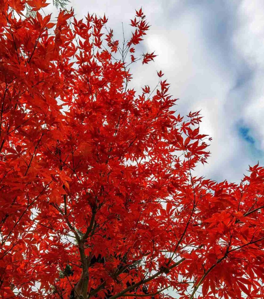 Drzewka z czerwonymi liśćmi. Które wybarwiają się jesienią? Lista