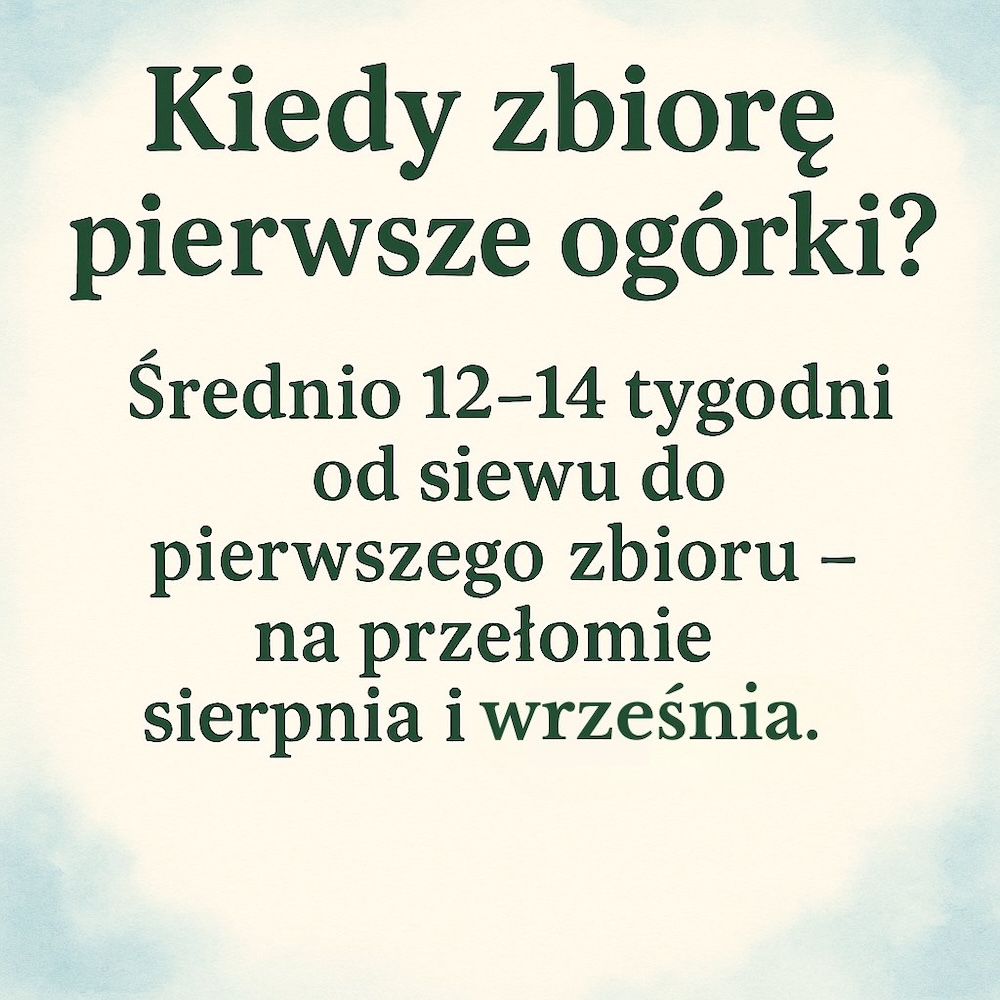 kiedy siać ogórki na zbiór jesienny - siew i zbiór  kiedy siać ogórki na zbiór jesienny - pierwsze warzywa