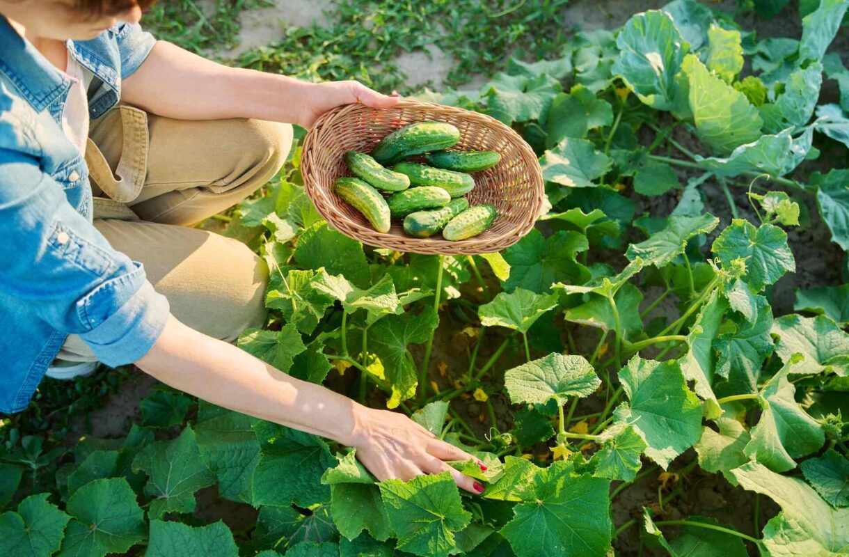 Kiedy siać ogórki na zbiór jesienny? Termin i praktyczne wskazówki