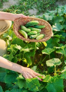 Kiedy siać ogórki na zbiór jesienny? Termin i praktyczne wskazówki