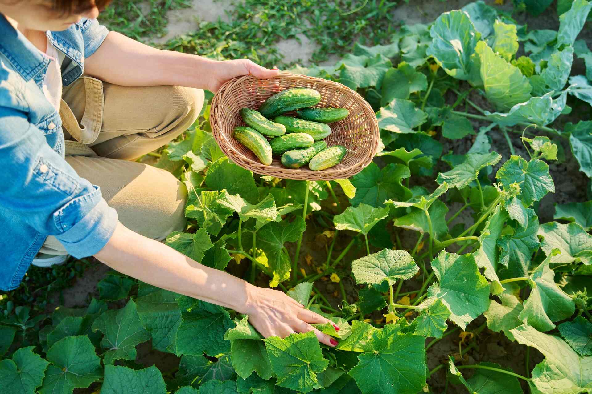 Kiedy siać ogórki na zbiór jesienny? Termin i praktyczne wskazówki
