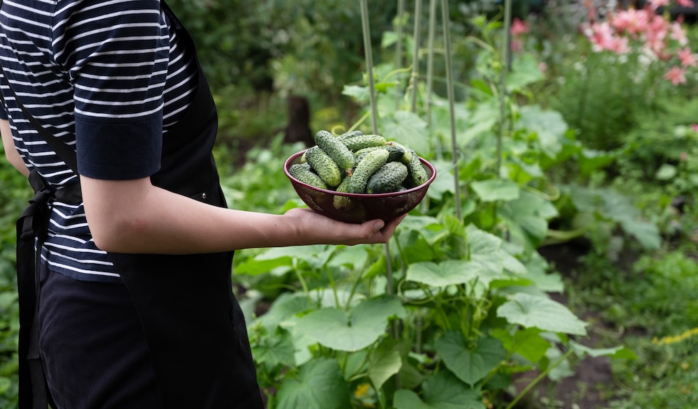 kobieta z miską pełną ogórków w ogrodzie  zerwane ogórki z ogrodu w misce