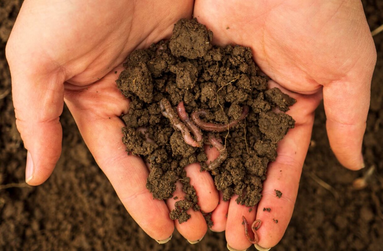 Długie robaki w doniczce – czym są i jak się ich pozbyć? Poradnik