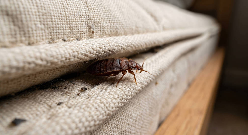 Robaki w domu – zdjęcia i nazwy szkodników w tekstyliach