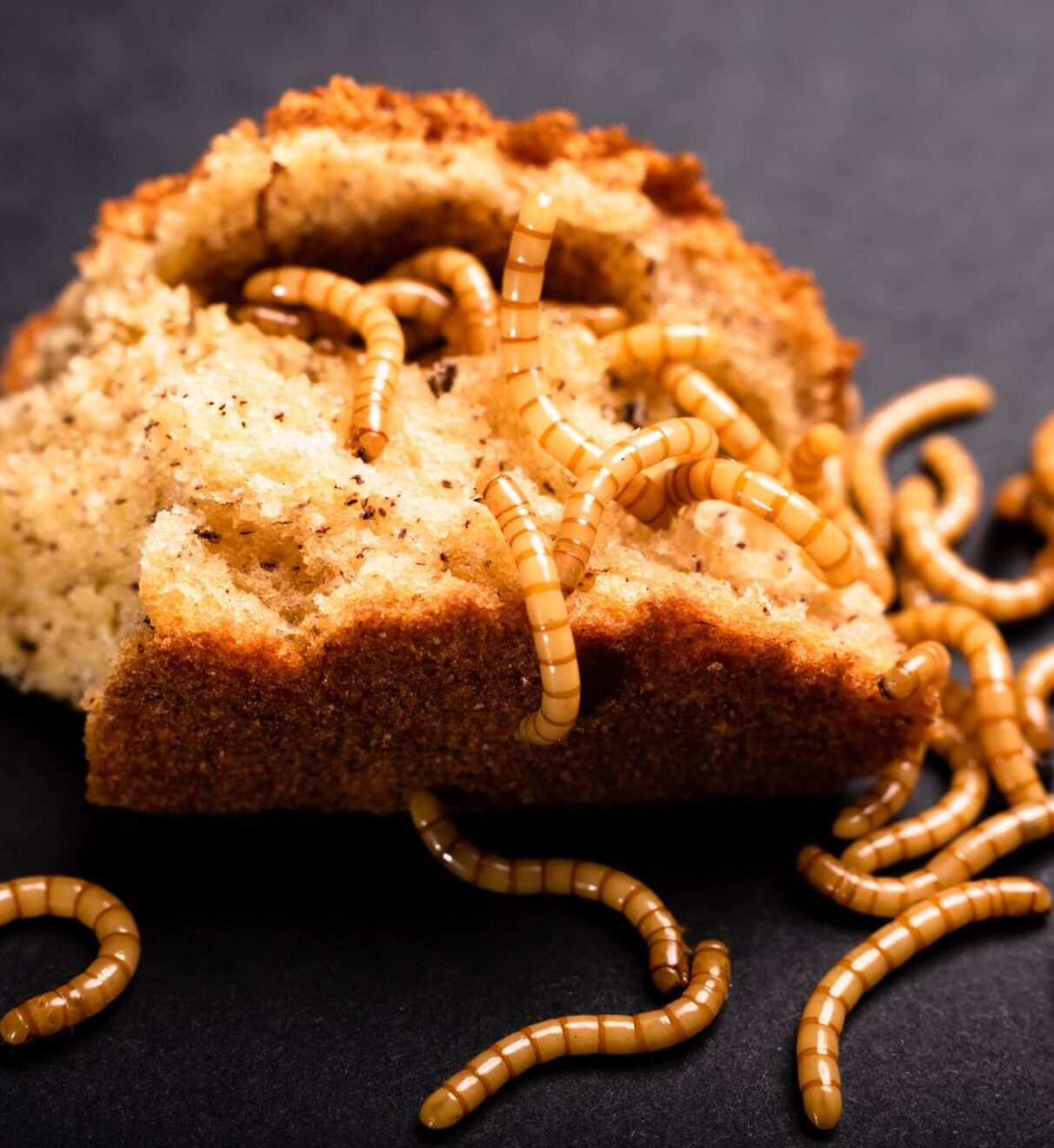 Robaki w domu – zdjęcia i nazwy. Rozpoznaj i zlikwiduj