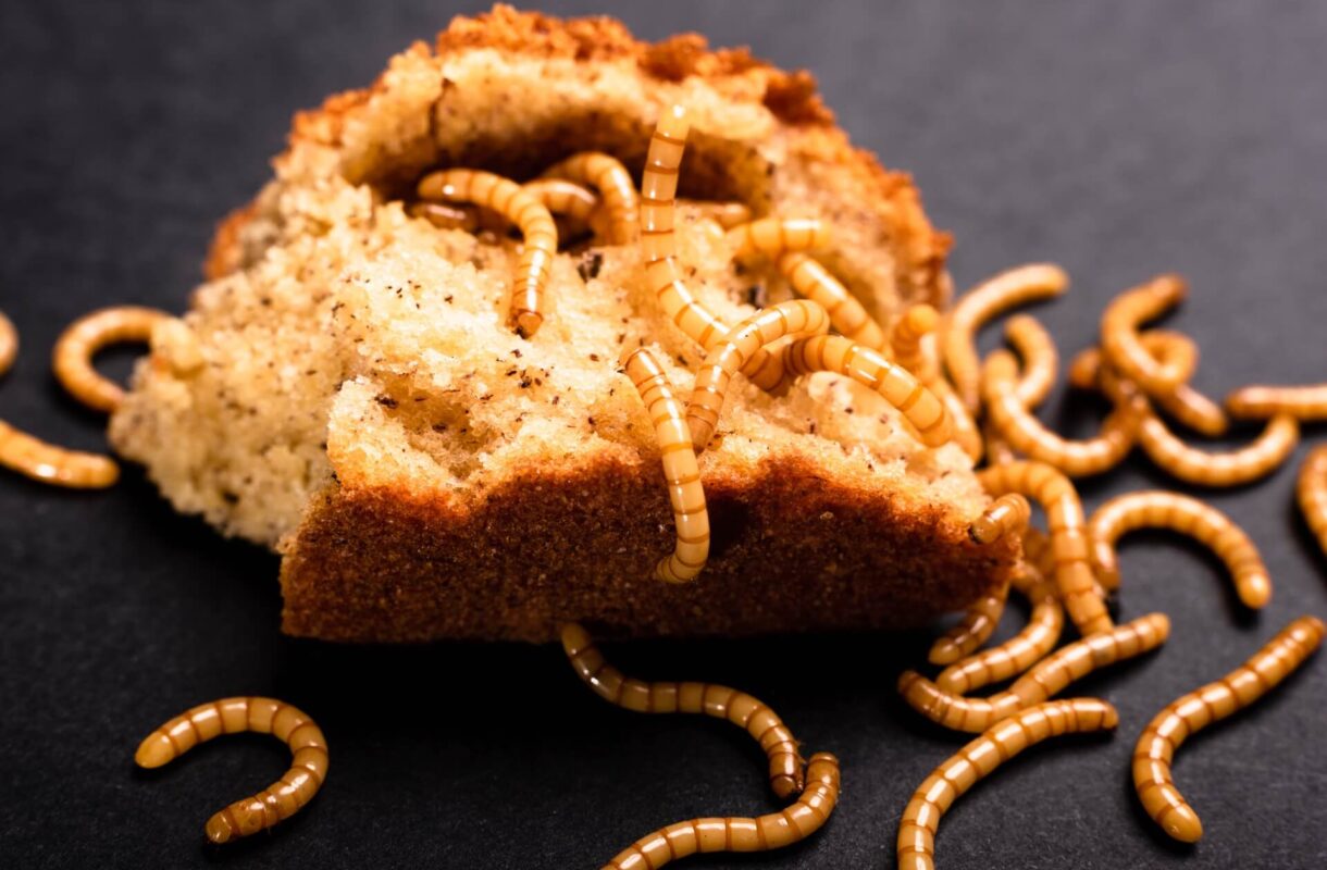 Robaki w domu – zdjęcia i nazwy. Rozpoznaj i zlikwiduj