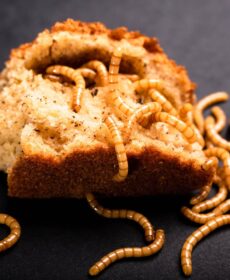 Robaki w domu – zdjęcia i nazwy. Rozpoznaj i zlikwiduj