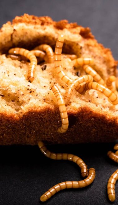 Robaki w domu – zdjęcia i nazwy. Rozpoznaj i zlikwiduj