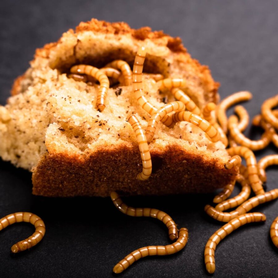 Robaki w domu – zdjęcia i nazwy. Rozpoznaj i zlikwiduj