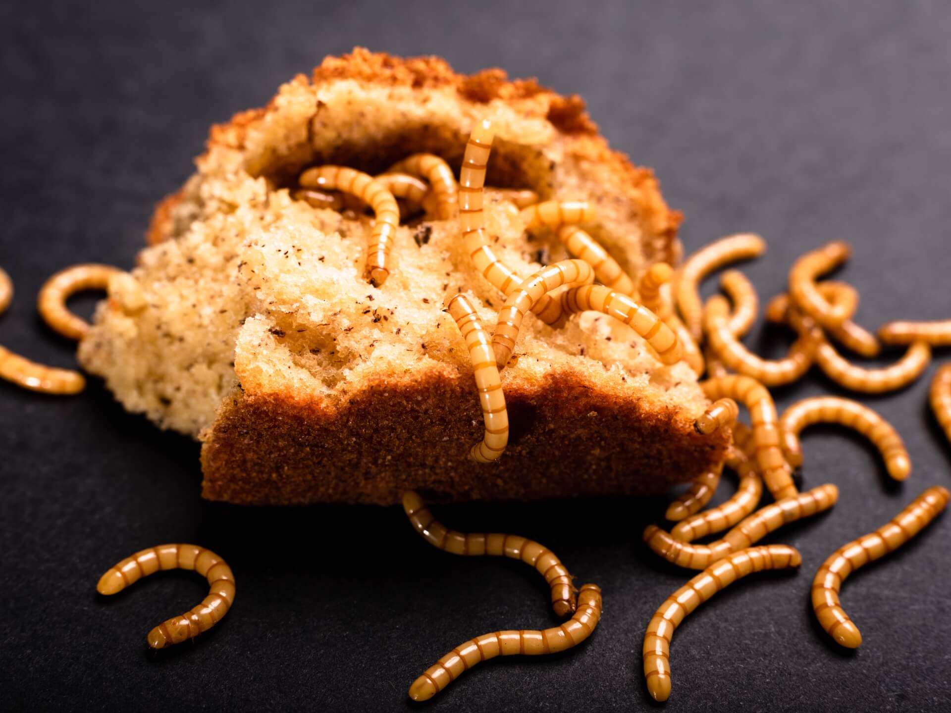 Robaki w domu – zdjęcia i nazwy. Rozpoznaj i zlikwiduj