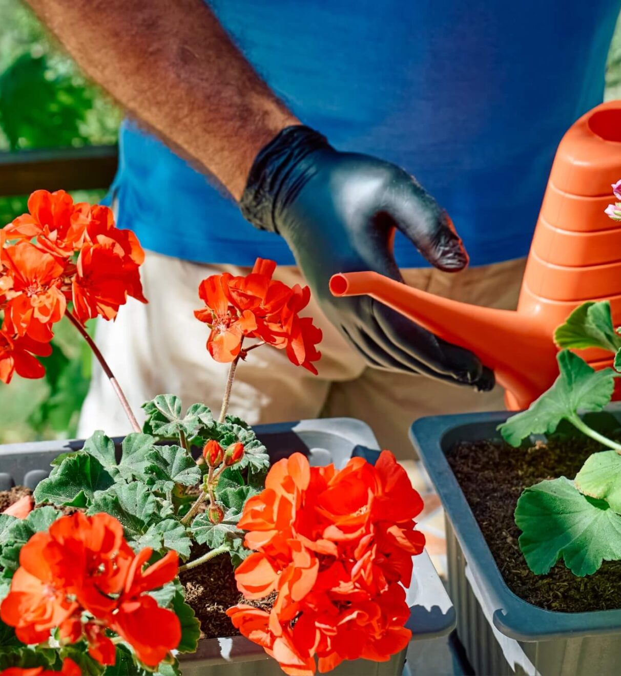 Domowy nawóz do pelargonii – 17 przepisów