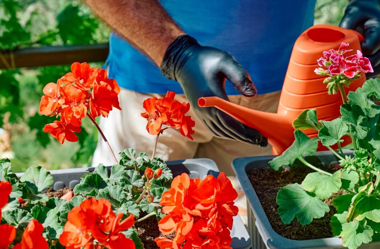 Domowy nawóz do pelargonii – 17 przepisów