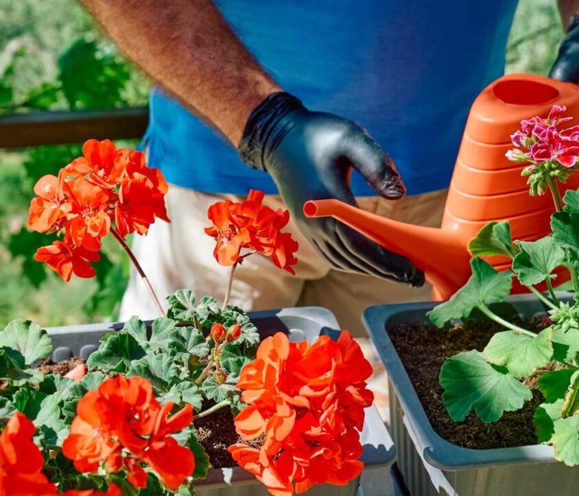 Domowy nawóz do pelargonii – 17 przepisów