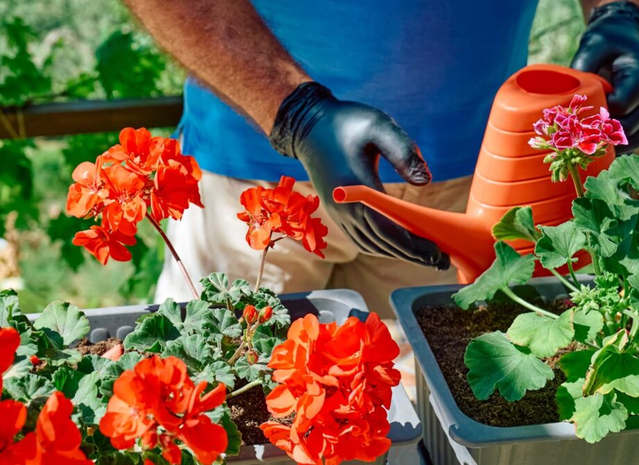 Domowy nawóz do pelargonii – 17 przepisów