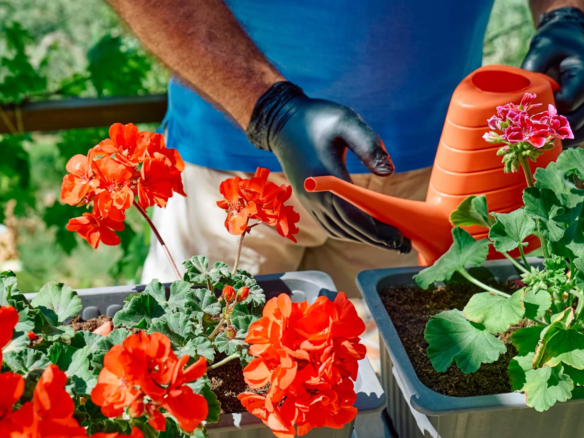 Domowy nawóz do pelargonii – 17 przepisów