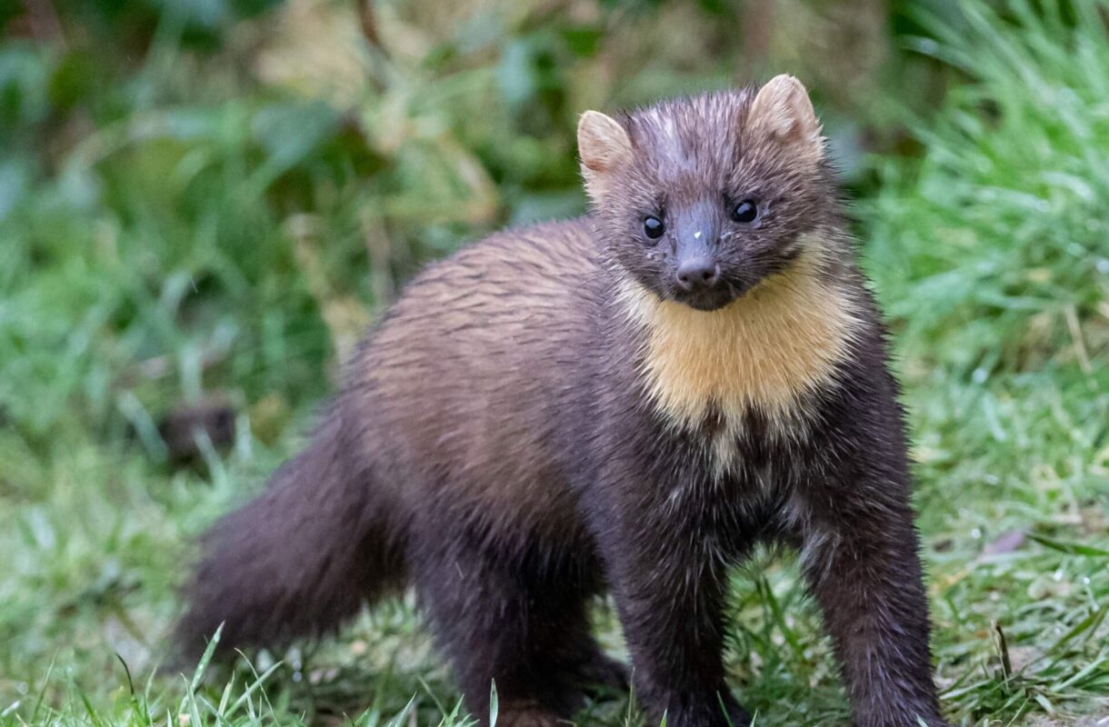 Jak pozbyć się kuny z domu i samochodu? Poradnik ratunkowy