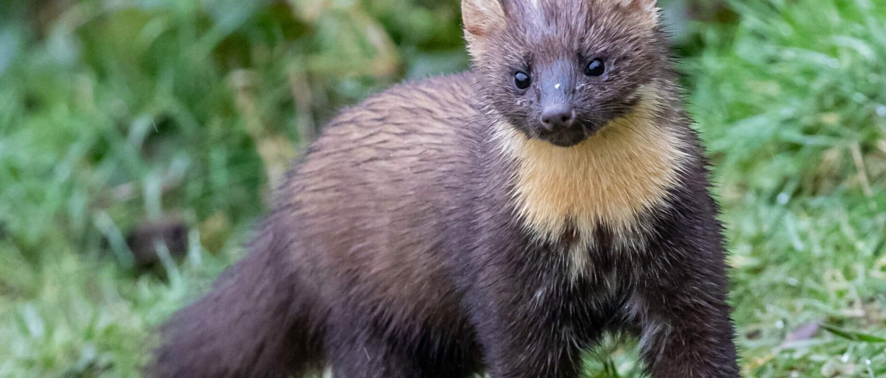 Jak pozbyć się kuny z domu i samochodu? Poradnik ratunkowy