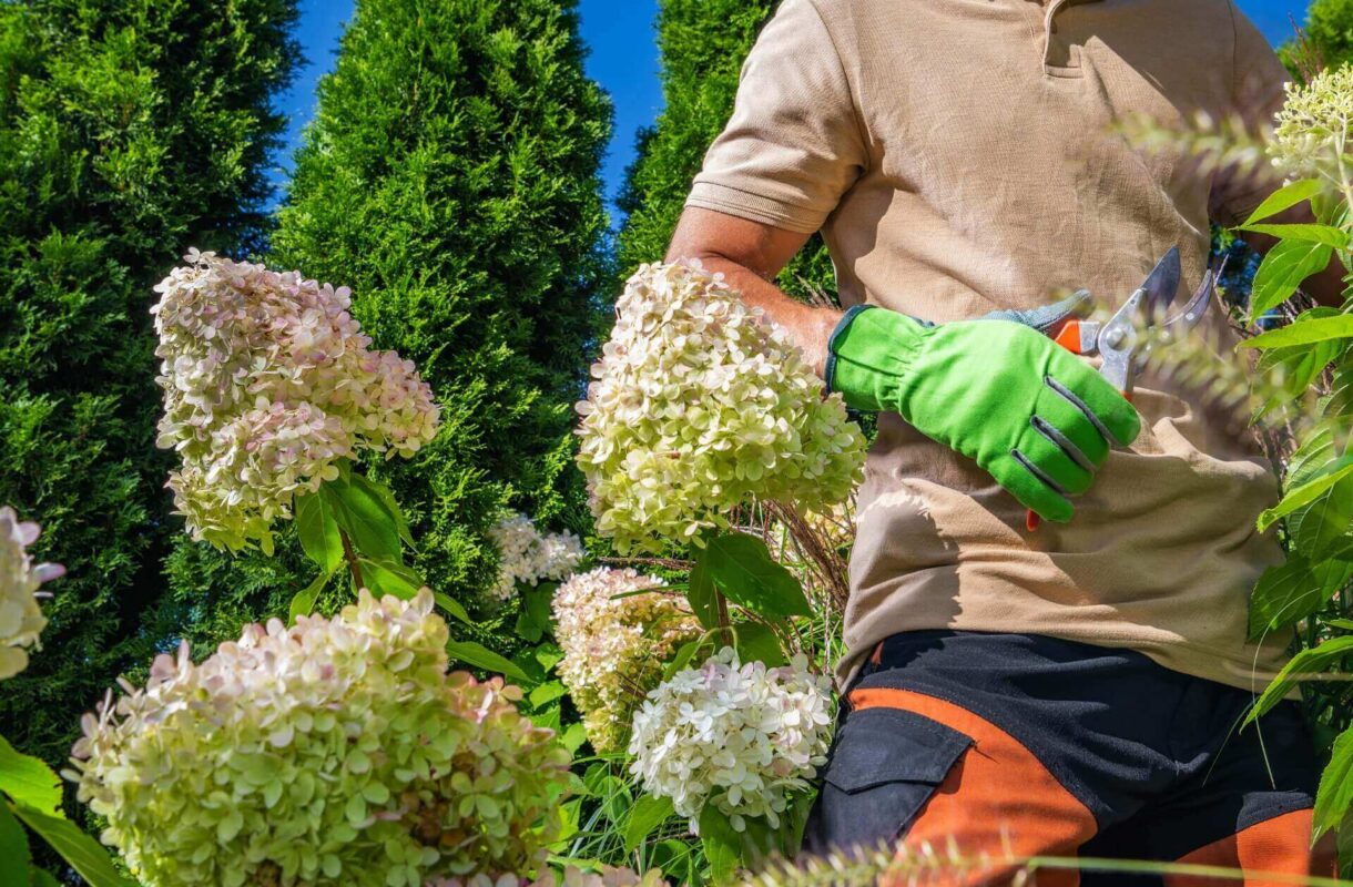 Kiedy ciąć hortensje bukietowe? Optymalny termin i zasady cięcia