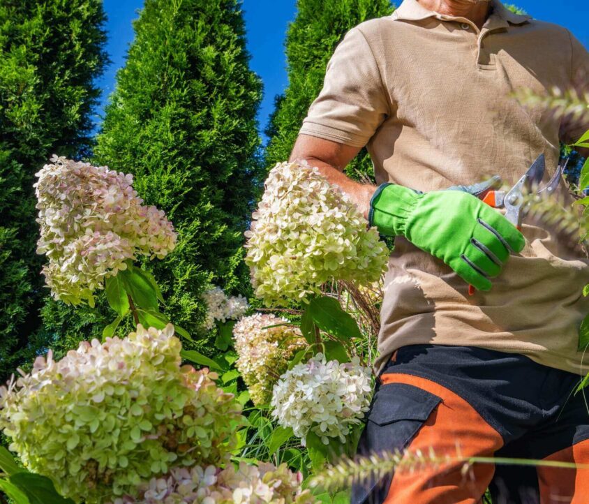 Kiedy ciąć hortensje bukietowe? Optymalny termin i zasady cięcia