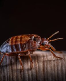 Pluskwa – jak się pozbyć? Najlepsze metody