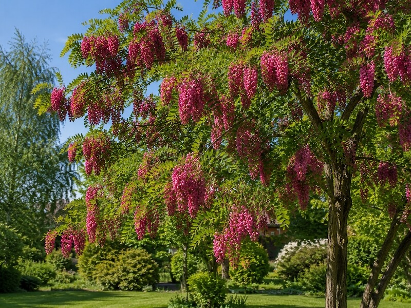 drzewa kwitnące na różowo – robinia ‘Casque Rouge’
