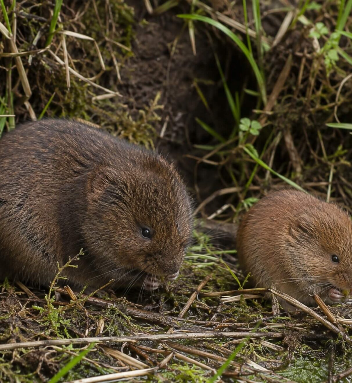 Karczownik a nornica – jak odróżnić? Kluczowe różnice