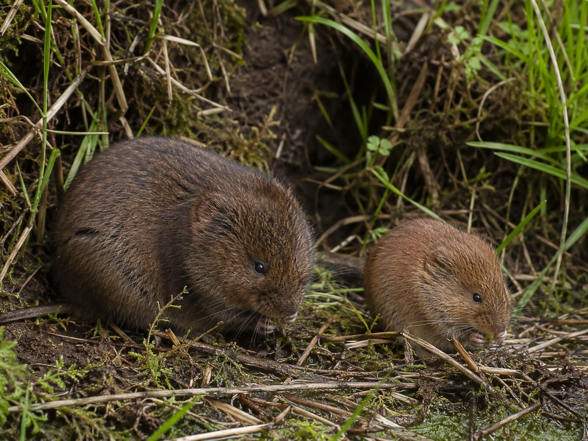 Karczownik a nornica – jak odróżnić? Kluczowe różnice