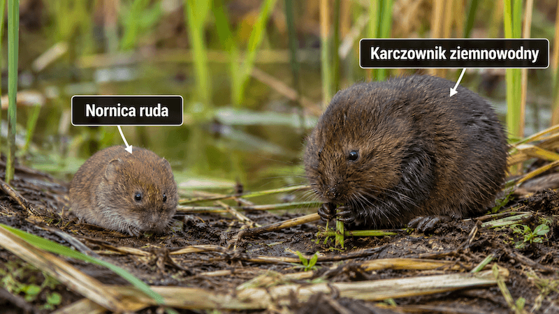 Karczownik a nornica – porównanie wielkości i wyglądu gryzoni