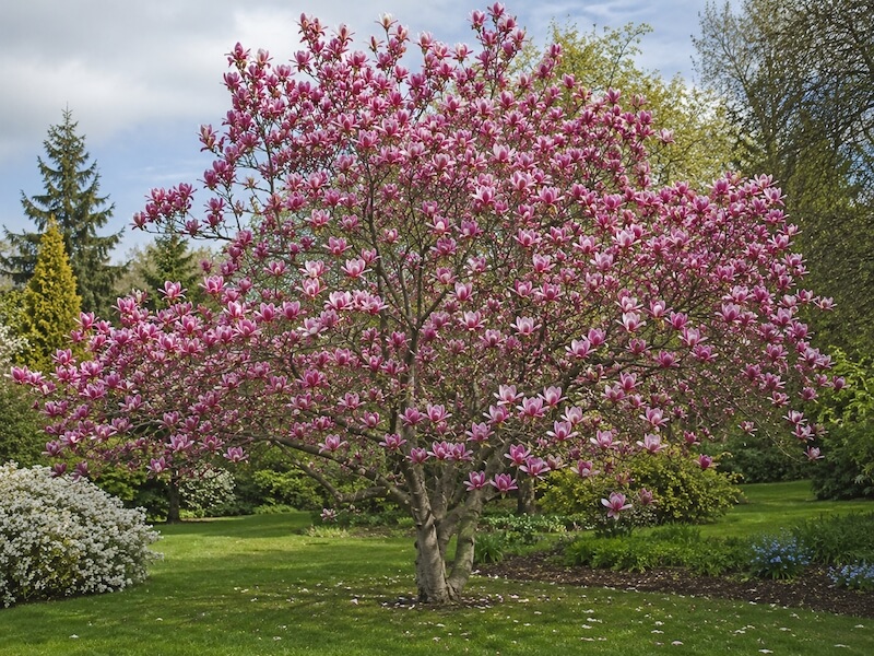 rozłożysta magnolia z różowymi kwiatami