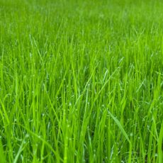 Kosiarki spalinowe – jak wybrać model dopasowany do wielkości ogrodu?
